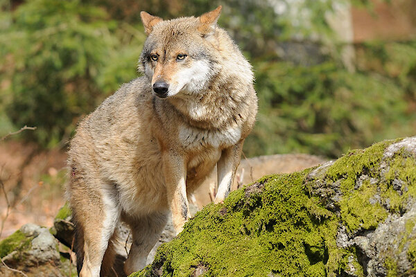 Tierfreigehege Nationalpark Bayerischer Wald